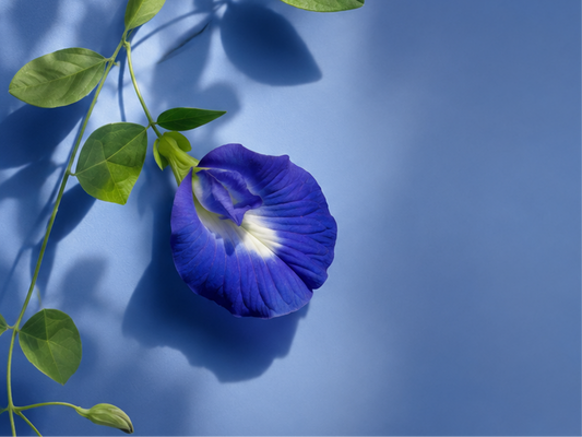 What is butterfly pea good for?