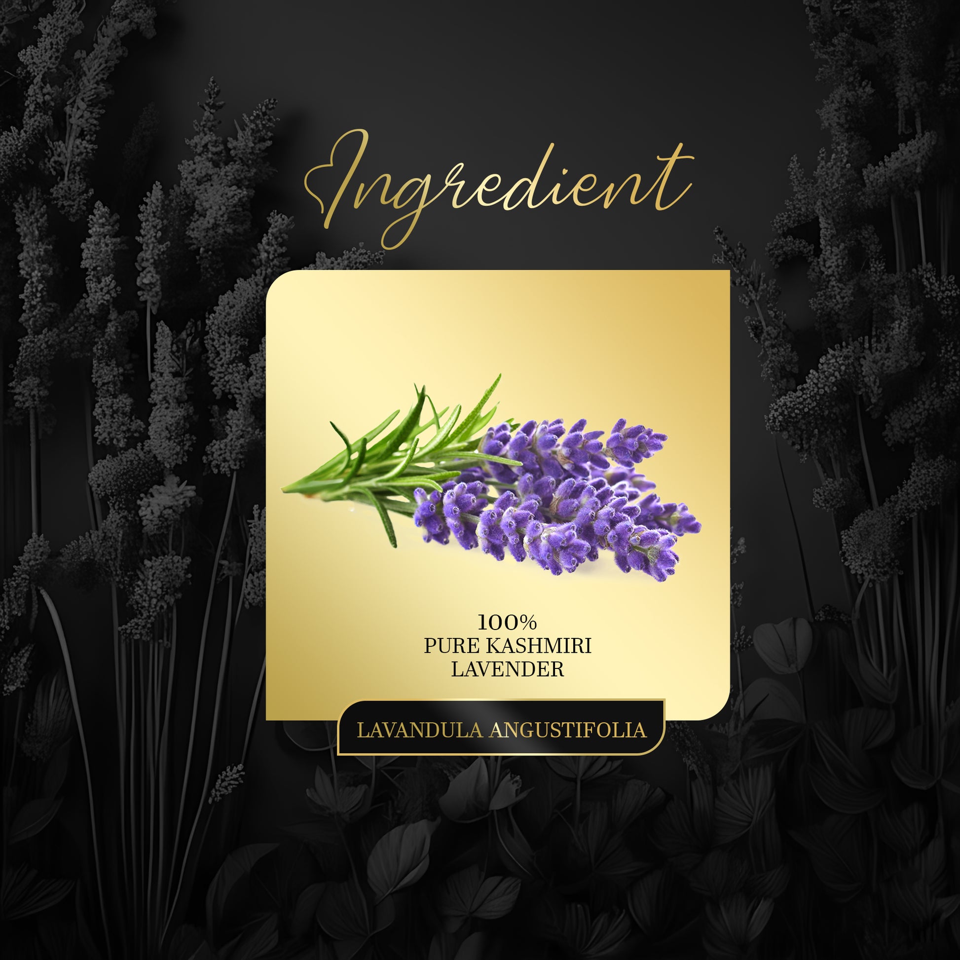 Buy Organic Lavender Tea Online - ARQ Herbal