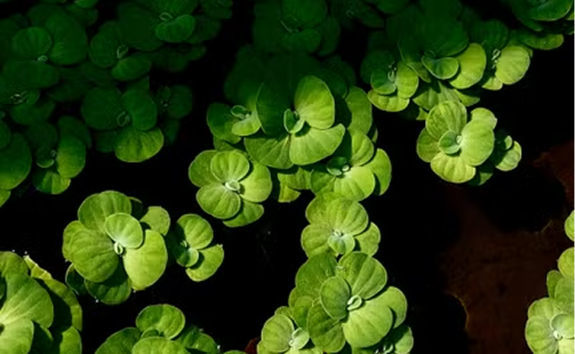 Brahmi