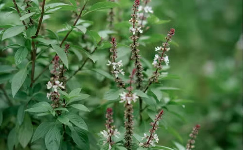 Tulsi