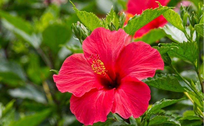 Hibiscus