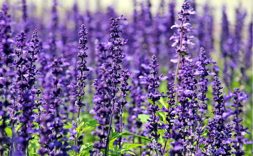 Lavender