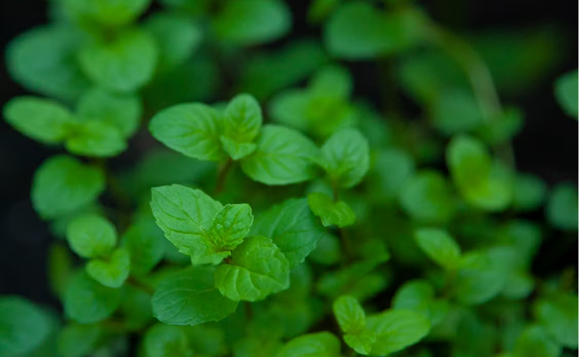 Mint