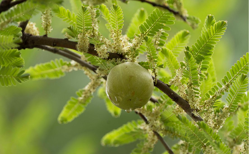 Amla