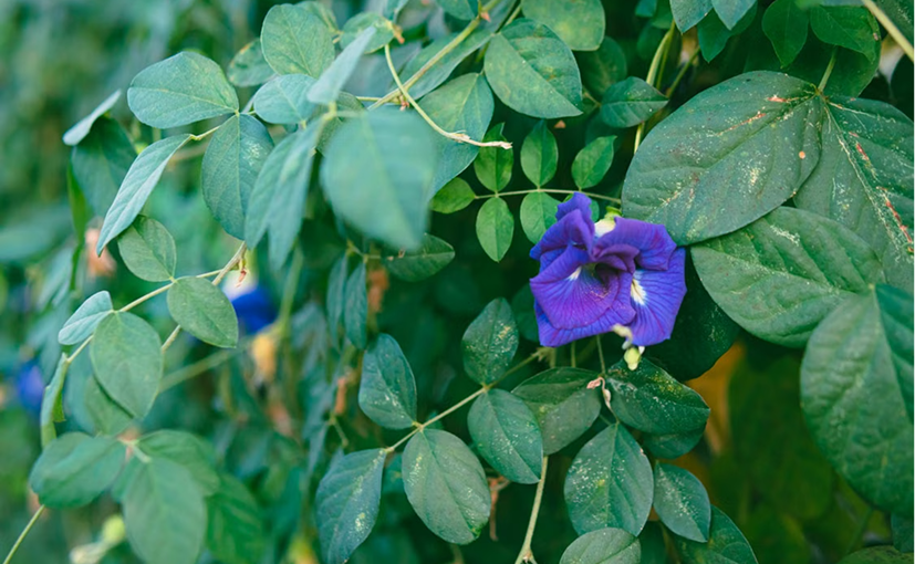 Butterfly Pea