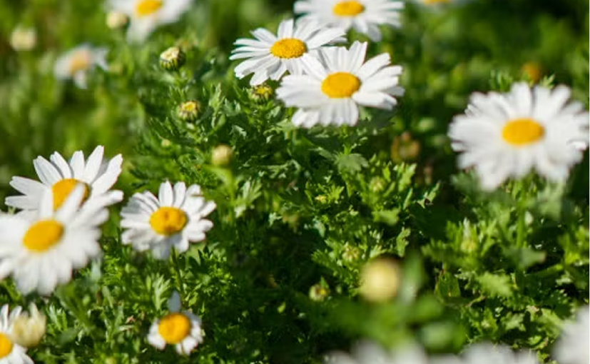 Chamomile