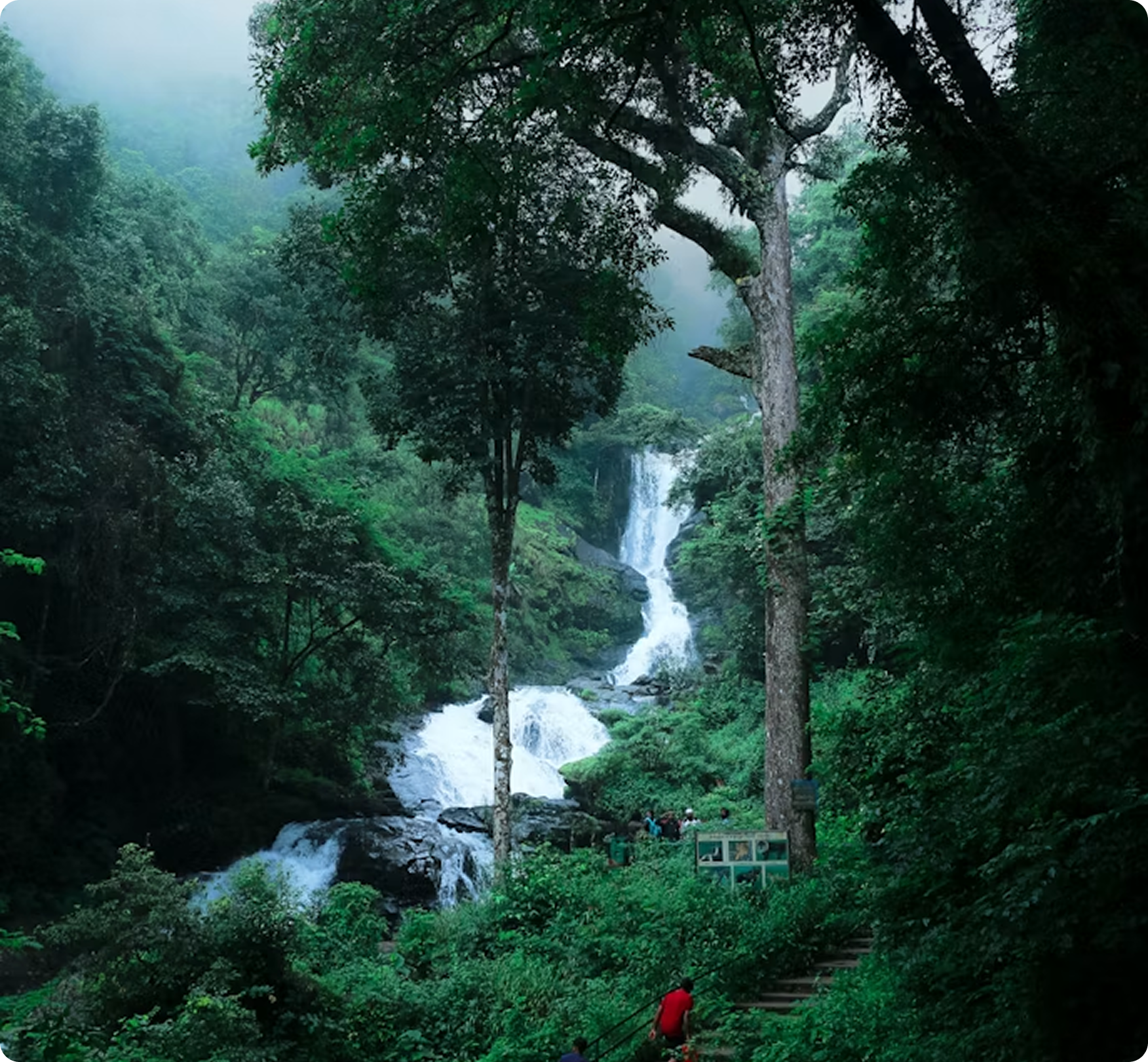 Karnataka Forest