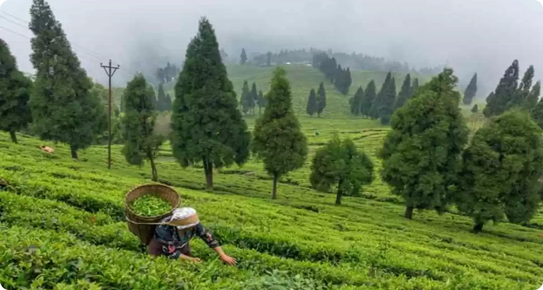 Karnataka Forest