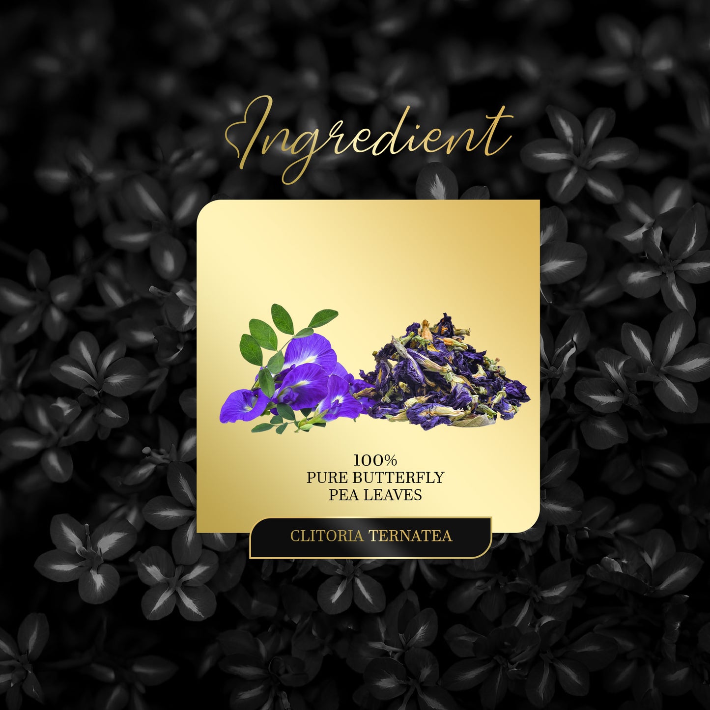 Shop Blue Herbal Tea - ARQ Herbal