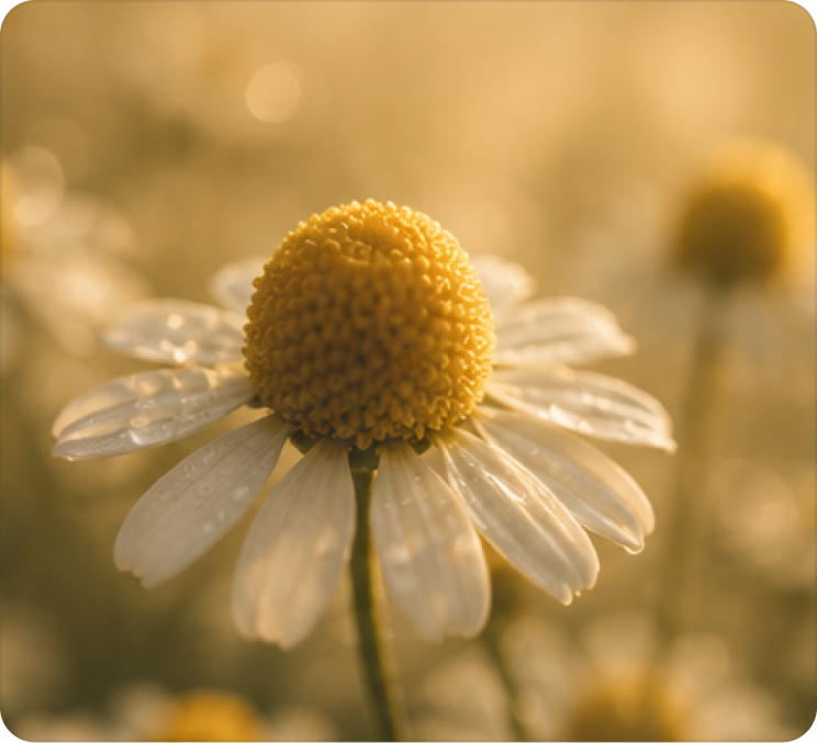 Chamomile