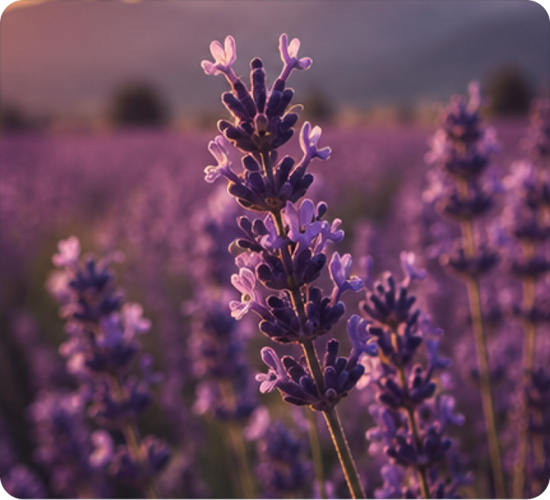 Lavender
